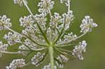 American wild carrot